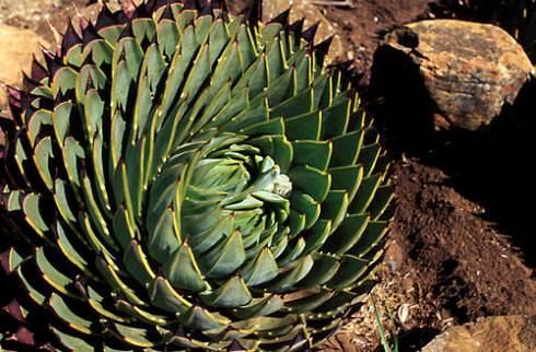 大自然的艺术品,9种濒临灭绝的“极品”多肉,有钱你也买不到!