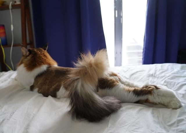 因猫每天吃四个罐头,大到挡住主人上身,猫咪出门还被认成狮子