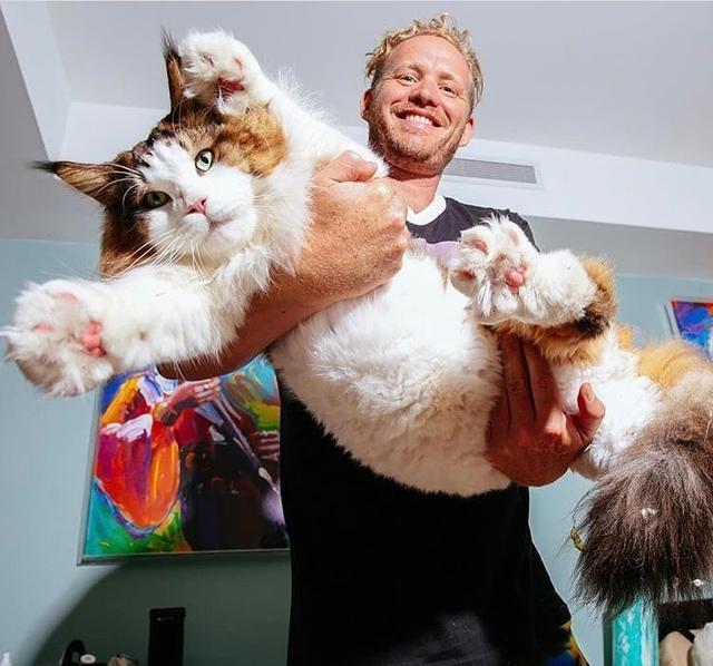 因猫每天吃四个罐头,大到挡住主人上身,猫咪出门还被认成狮子