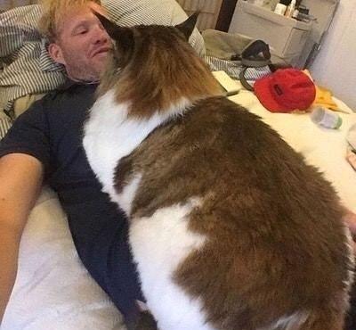 因猫每天吃四个罐头,大到挡住主人上身,猫咪出门还被认成狮子