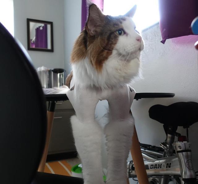 因猫每天吃四个罐头,大到挡住主人上身,猫咪出门还被认成狮子