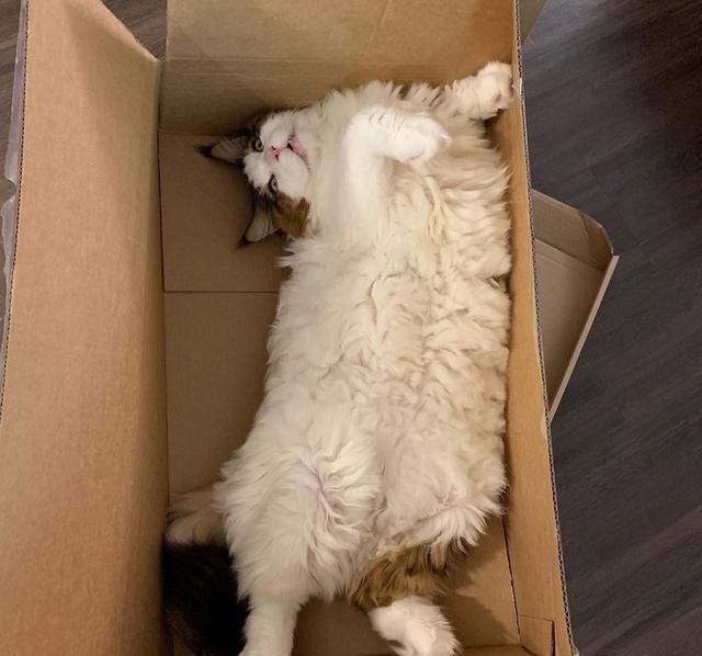 因猫每天吃四个罐头,大到挡住主人上身,猫咪出门还被认成狮子