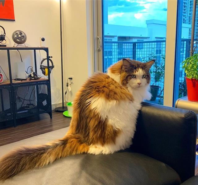 因猫每天吃四个罐头,大到挡住主人上身,猫咪出门还被认成狮子