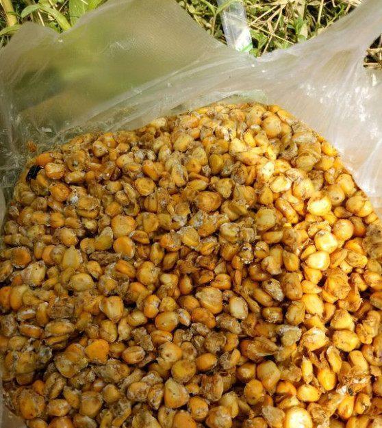 钓鱼窝料自制方法,自制窝料对比渔具店窝料还要好用?