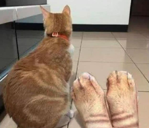 主人网购一双猫咪色号袜子, 穿上后猫咪一脸嫌弃: 你丫侵权