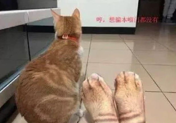 主人网购一双猫咪色号袜子, 穿上后猫咪一脸嫌弃: 你丫侵权