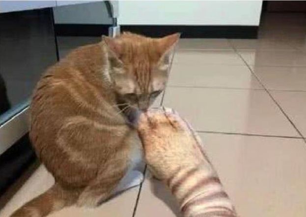 主人网购一双猫咪色号袜子, 穿上后猫咪一脸嫌弃: 你丫侵权