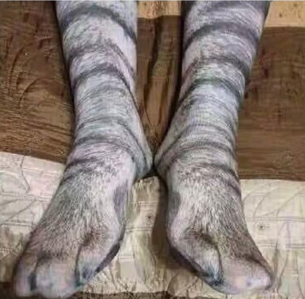 主人网购一双猫咪色号袜子, 穿上后猫咪一脸嫌弃: 你丫侵权