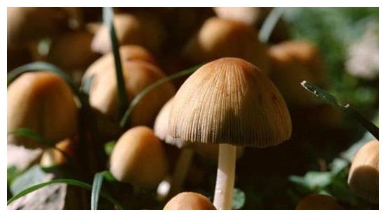 食用菌栽培，食用菌的类型你知道有哪些吗？菇农值得一看