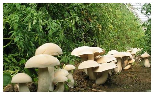 食用菌栽培，食用菌的类型你知道有哪些吗？菇农值得一看