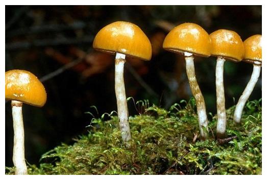 食用菌栽培，食用菌的类型你知道有哪些吗？菇农值得一看