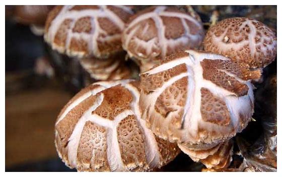 食用菌栽培，食用菌的类型你知道有哪些吗？菇农值得一看