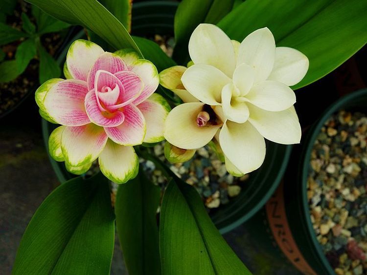 新型盆栽观赏花卉，漂亮似荷花，好养如绿萝，花期长，值得养