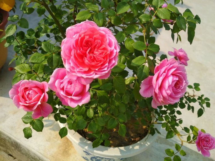 新型盆栽观赏花卉，漂亮似荷花，好养如绿萝，花期长，值得养