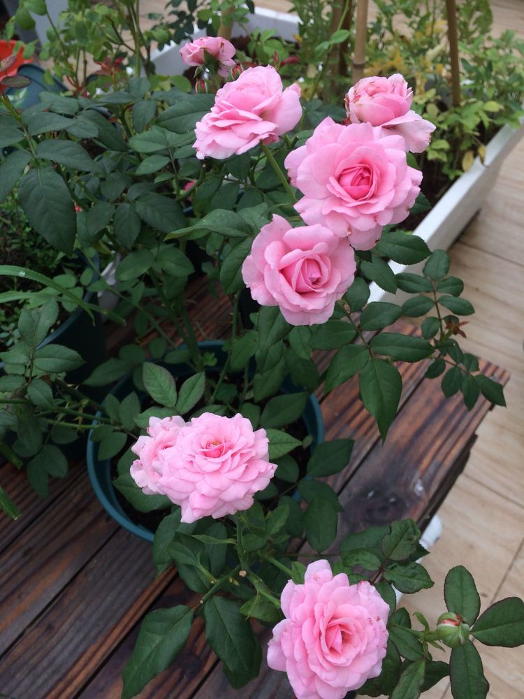 新型盆栽观赏花卉，漂亮似荷花，好养如绿萝，花期长，值得养