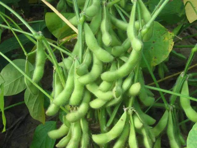 大豆贪青晚熟究竟咋回事？终于找到了原因，这3个方法可防治