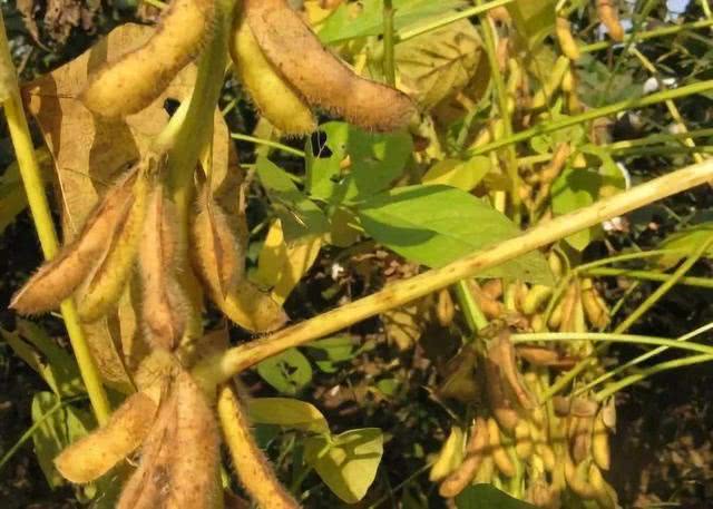 大豆贪青晚熟究竟咋回事？终于找到了原因，这3个方法可防治