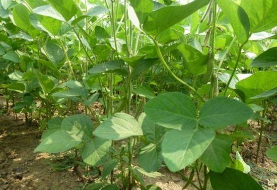 大豆贪青晚熟究竟咋回事？终于找到了原因，这3个方法可防治