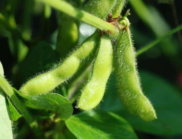 大豆贪青晚熟究竟咋回事？终于找到了原因，这3个方法可防治