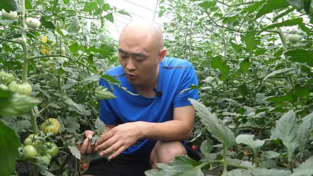 大豆贪青晚熟究竟咋回事？终于找到了原因，这3个方法可防治