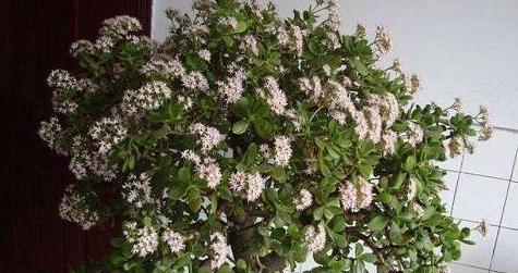 玉树开花吉祥如意，养护少修剪防低温，皮实好养花开满盆