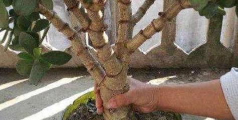 玉树开花吉祥如意，养护少修剪防低温，皮实好养花开满盆