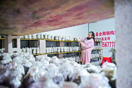 独山县黄桥村：食用菌种植打开增收新门路