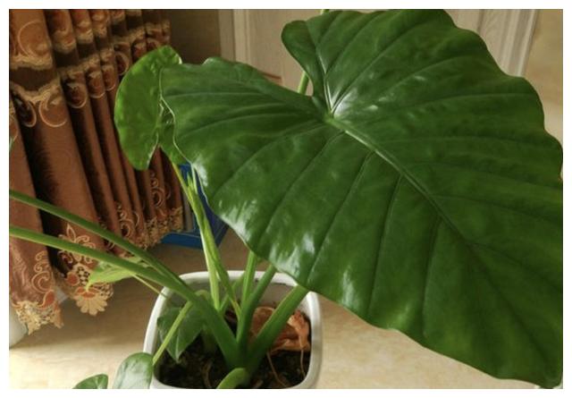 家里有小孩，“2种花”谨慎养护，更不要触碰“汁液”，别忽视！