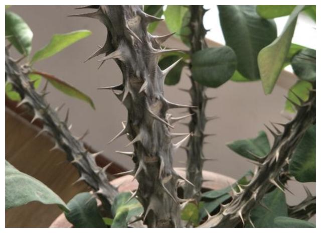 家里有小孩，“2种花”谨慎养护，更不要触碰“汁液”，别忽视！