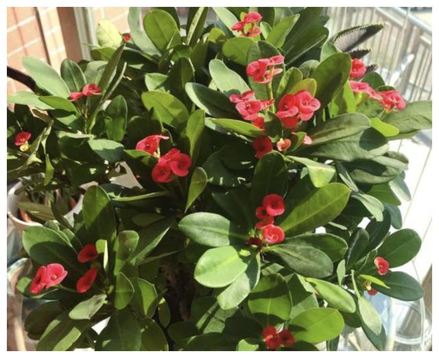 家里有小孩，“2种花”谨慎养护，更不要触碰“汁液”，别忽视！