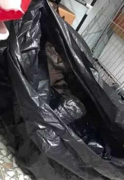 趁家人不注意偷钻到黑色大塑胶袋扮流浪猫，被找到后还一脸委屈！