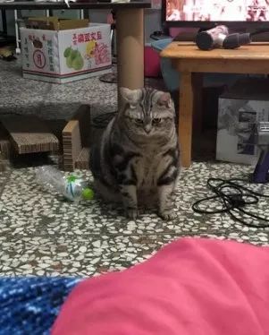 趁家人不注意偷钻到黑色大塑胶袋扮流浪猫，被找到后还一脸委屈！