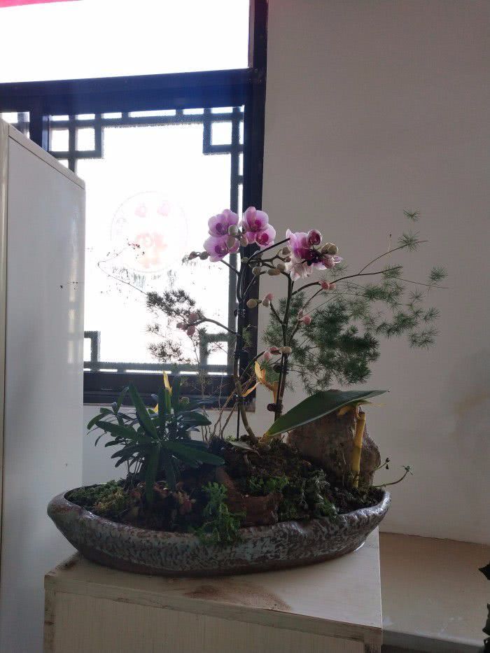 这些兰花的养护技巧适合新手，勤快人养最好，窗台边就能养