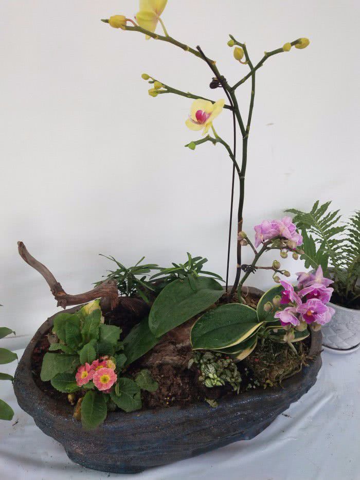 这些兰花的养护技巧适合新手，勤快人养最好，窗台边就能养