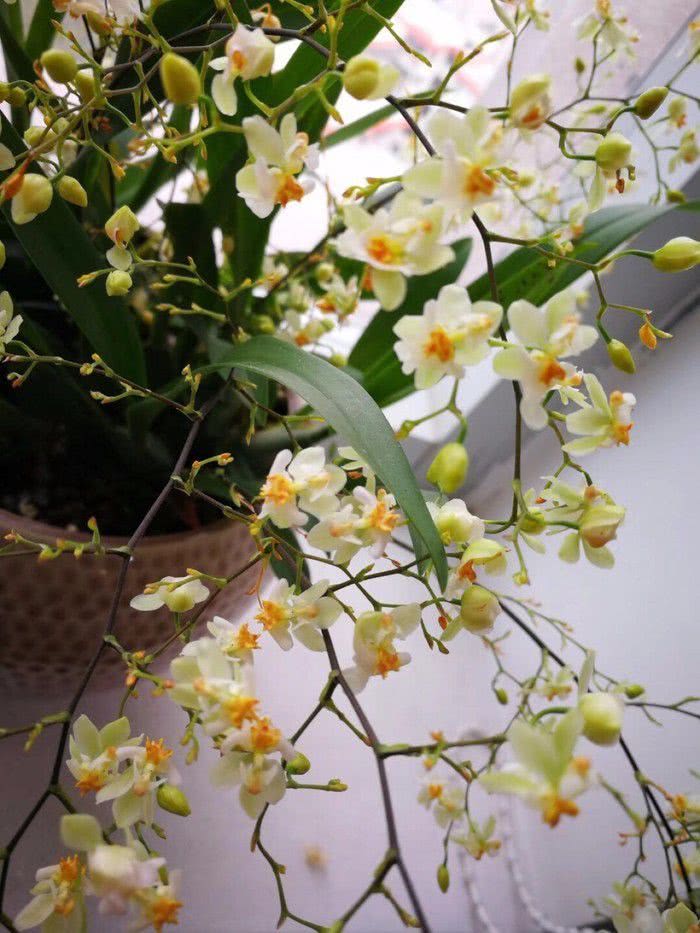 这些兰花的养护技巧适合新手，勤快人养最好，窗台边就能养