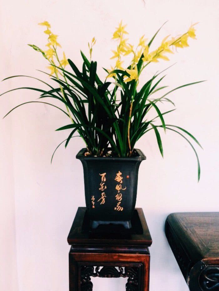 这些兰花的养护技巧适合新手，勤快人养最好，窗台边就能养