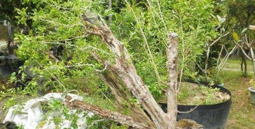 阳台养花，选这“3款”，易存活，适合新手朋友养护，漂亮耐养~