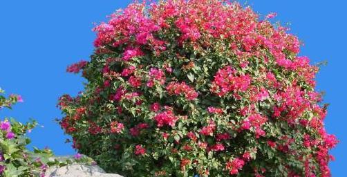 阳台养花，选这“3款”，易存活，适合新手朋友养护，漂亮耐养~