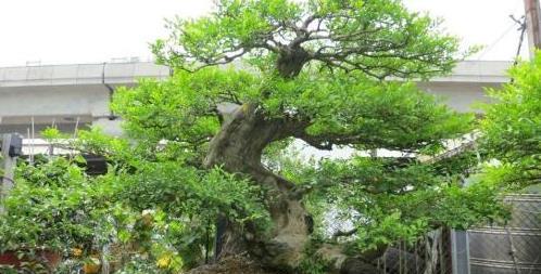 阳台养花，选这“3款”，易存活，适合新手朋友养护，漂亮耐养~