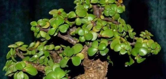 阳台养花，选这“3款”，易存活，适合新手朋友养护，漂亮耐养~