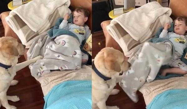 小主人拿着一包饼干打算开吃时,一旁的拉布拉多看到后这样做!