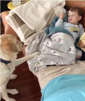 小主人拿着一包饼干打算开吃时,一旁的拉布拉多看到后这样做!