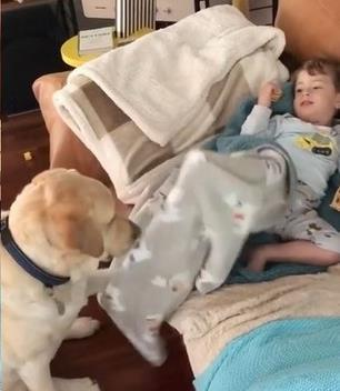 小主人拿着一包饼干打算开吃时,一旁的拉布拉多看到后这样做!