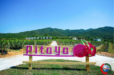 代表团行走在大茅村滨河步道,感受绿水青山的宜居环境。以“原生态河道为主,人工景观措施为辅”的治理理念,远洋将大茅河由过去以防洪安全为核心的传统河道治理向适应乡村振兴大局转变,打造为集防洪灌溉、富民美村多功能于一体的水利风景、生态屏障。