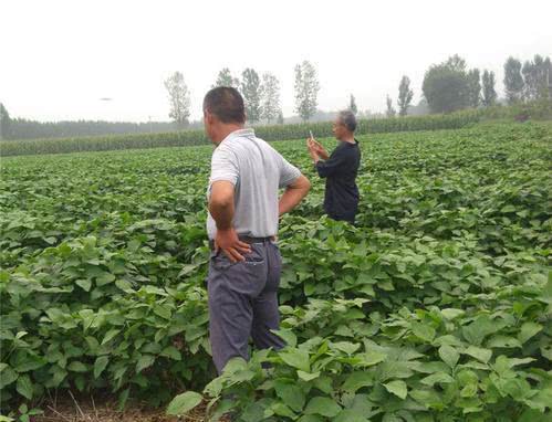 农民种大豆，想要自己留种，如何提纯复壮？看完你就学会