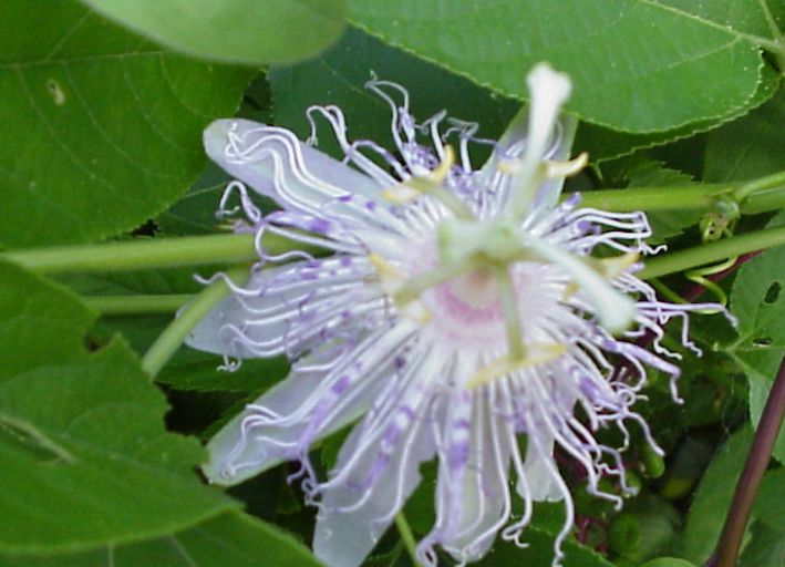 西番莲如何养？老花匠教你“几个”小妙招，养护轻松，花开超级美