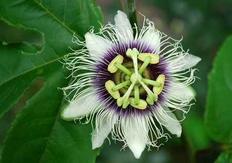 西番莲如何养？老花匠教你“几个”小妙招，养护轻松，花开超级美