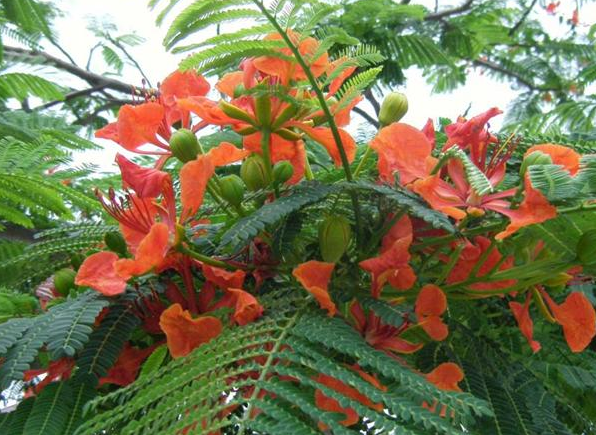 凤凰木如何养?教你“几个”养护凤凰木的小妙招,花开日日红!