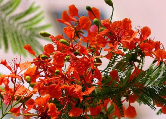 凤凰木如何养?教你“几个”养护凤凰木的小妙招,花开日日红!