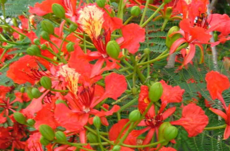 凤凰木如何养?教你“几个”养护凤凰木的小妙招,花开日日红!